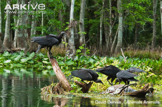 Illustration for article titled Vednesday Vulture - Coragyps atratus Edition